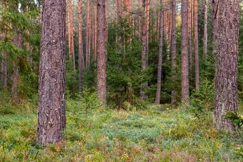 Pine forest. Trees, moss, lingonberry. Autumn calm. Stock Photos