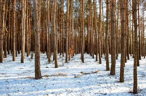 Pine forest. Trees in sun rays Look up view. Evergreen woodland. Fresh air .. Stock Photos