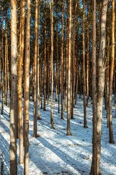 Pine forest. Trees in sun rays Look up view. Evergreen woodland. Fresh air .. Stock Photos
