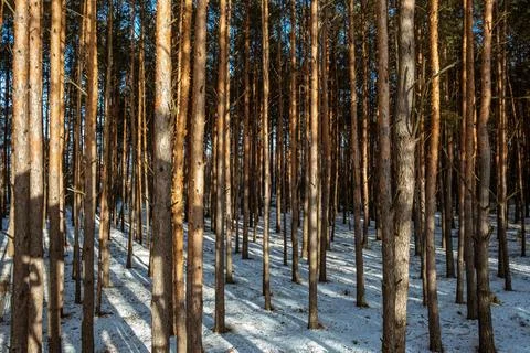 Pine forest. Trees in sun rays Look up view. Evergreen woodland. Fresh air fu Stock Photos
