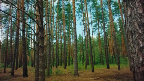 Pine Forest Trees Tilt Down Cinematic Nature Landscape 4K Stock Footage 245347332