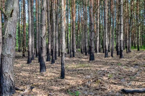Pine forest with trees trunks at summer Stock Photos