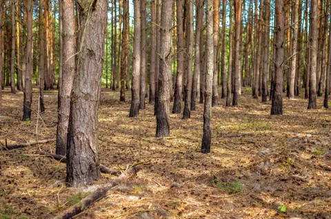 Pine forest with trees trunks at summer Stock Photos