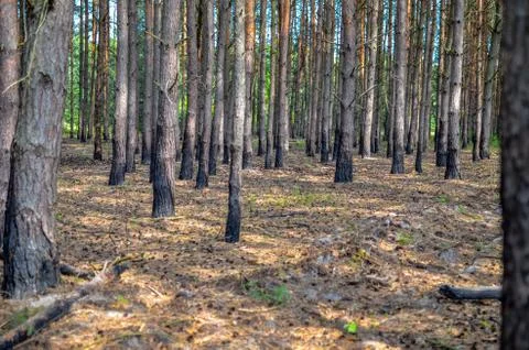 Pine forest with trees trunks at summer Stock Photos