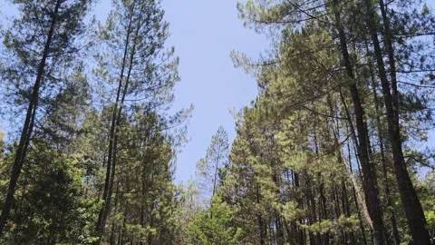 Pine forest trees under bright blue sky in nature 库存影片 347219000