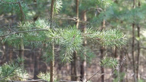 Pine Forest Trees on the Wind Stock-Footage 92203746