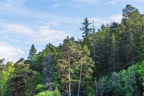 Pine forest treetops against soft evening clouds and blue sky background. Fotos de archivo
