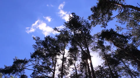 Pine forest treetops Stock Footage 30479583