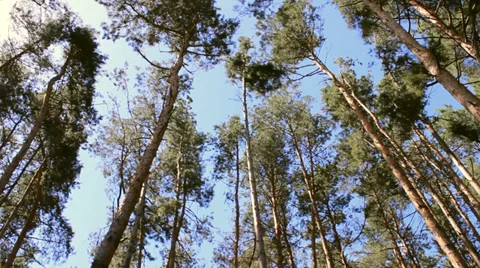 Pine forest treetops Stock Footage 30479715