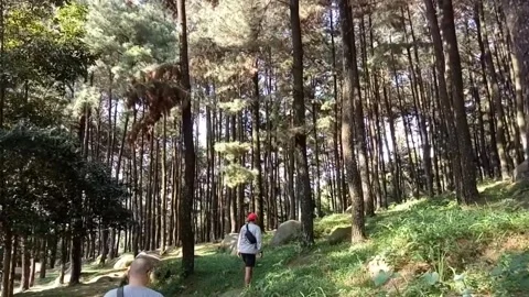 Pine forest trekking Stock Footage 276703369