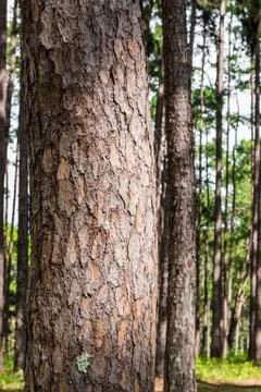 Pine forest with trunk with bark Stock Photos