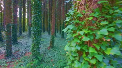 Pine forest with trunks covered in green climbing plants in Ireland Stock Footage 340434701