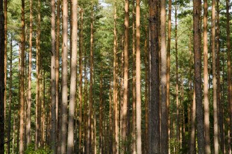 Pine forest trunks Stock Photos
