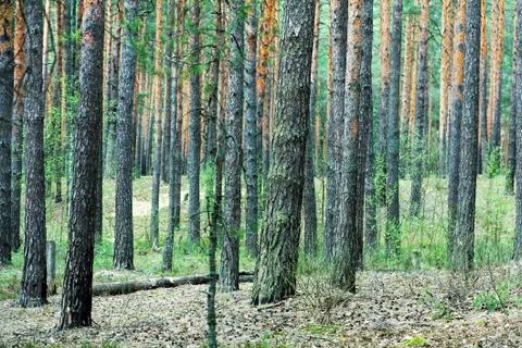 Pine forest trunks Stock Photos