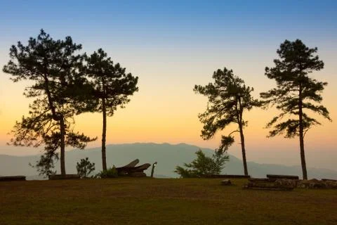 Pine forest in twilight Foto stock