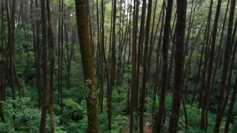 Pine Forest typical in Indonesian Video stock 186713014