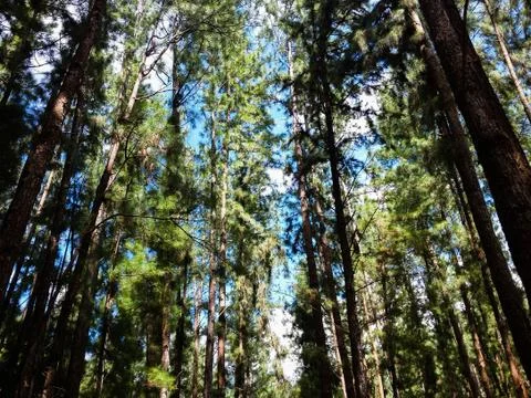Pine forest under blue sky Foto stock