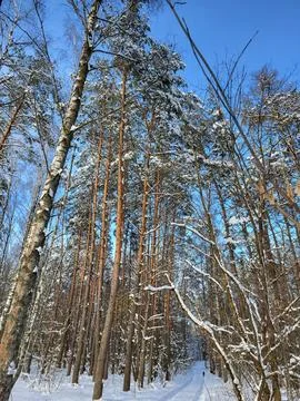 Pine forest under bright blue sky Stock Photos