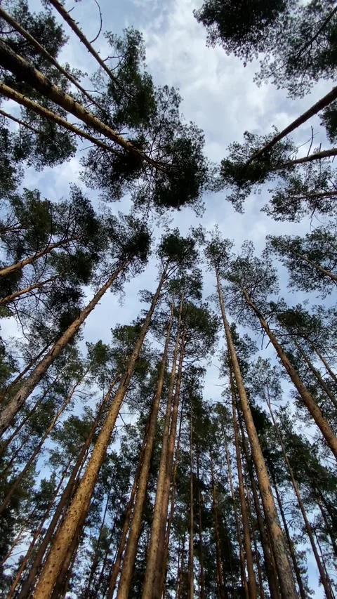 Pine forest under the clouds. Vertical video Stock Footage 276179875