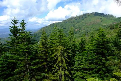Pine forest under cloudy blue sky in mountain .. Stock Photos