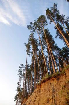 Pine forest under deep blue sky Stock Photos