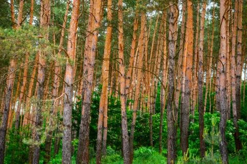 Pine forest under deep blue sky Stock Photos