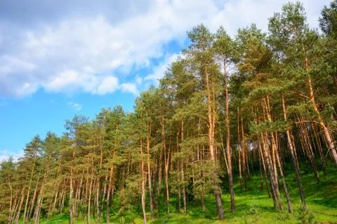 Pine forest under deep blue sky Stock Photos