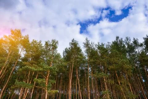 Pine forest under deep blue sky Stock Photos