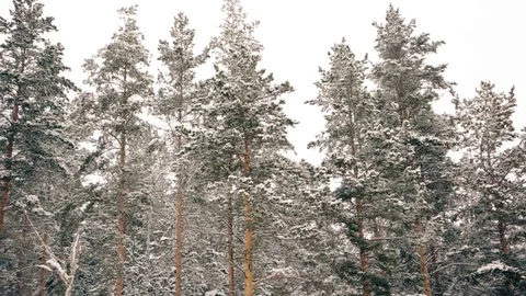 Pine forest under the snow at winter Stock Footage 70597030