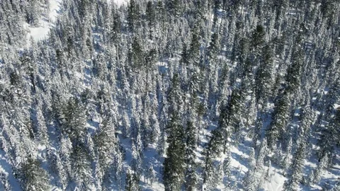 Pine Forest under Snow in Winter. Aerial View of Evergreen Coniferous Fir Trees Stock Footage 150474804