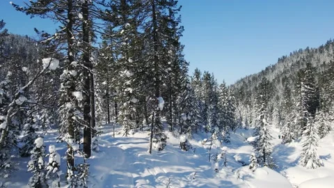 Pine Forest under Snow in Winter. Aerial View of Evergreen Coniferous Fir Trees Stock Footage 150848241