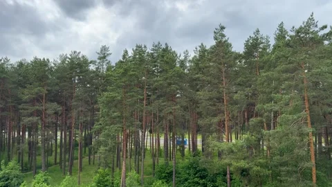 Pine forest under a spectacular cloudy sky, a green natural panorama Vídeo Stock 336548542