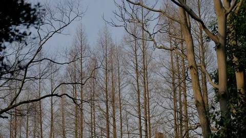 Pine forest under spring blue sky Video stock 109397203