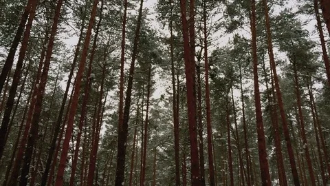 Pine forest on the ural in winter Stock Footage 73226384