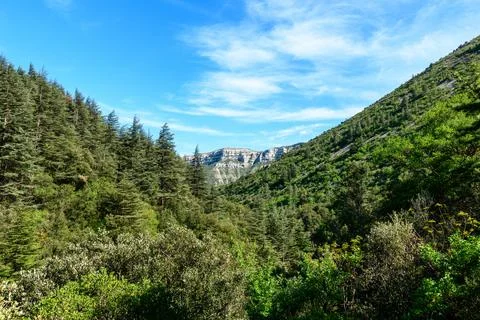 Pine forest valley with distant limestone plateau Stock Photos