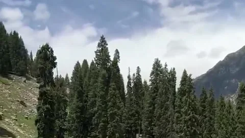 Pine Forest Valley With Snow Mountains And Blue Sky Stock Footage 343933013