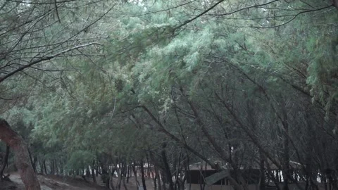 Pine forest vegetation growing around a beach in Yogyakarta, Indonesia Stock Footage 248657969
