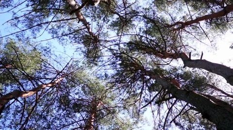 Pine forest. View from the bottom up. Stock Footage 37874800