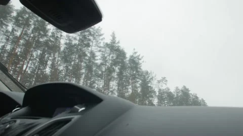 Pine Forest View From The Car Stock Footage 147901367
