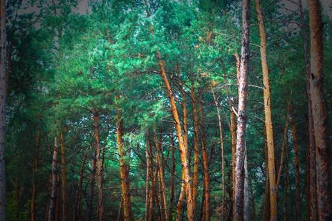 Pine forest . View of the dense pine forest in the summer. Stock Photos