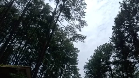 Pine forest view Stock Footage 232875079