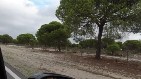 Pine Forest View from Highway Near Vasco da Gama Bridge Stock Footage 311058472