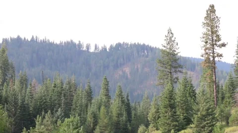 Pine Forest view from mountain top Stock Footage 52494008