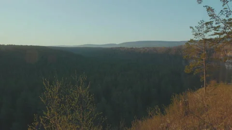 Pine forest from the viewpoint Stock Footage 130744356