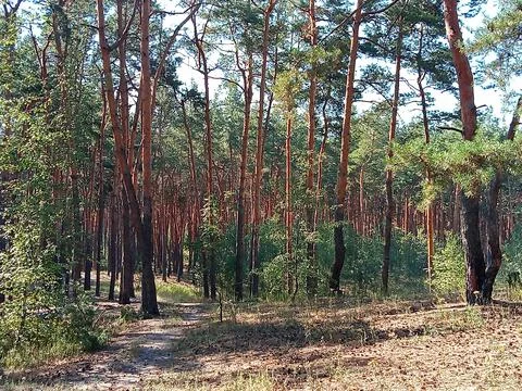 Pine forest with walking path on a sunny summer day Stock Photos