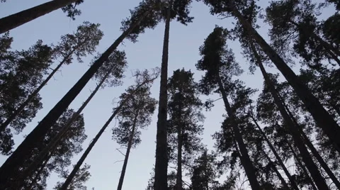 Pine Forest. Walking In The Woods. Steadicam Shot Stock Footage 55448964