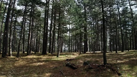 Pine Forest Walkway 01 – Tara Mountain Serbia Stock Footage 323106286