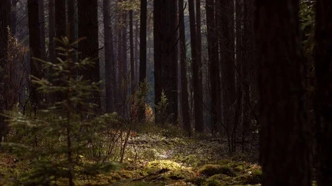 Pine forest in warm spring day. Sunlight spot on moss. Bugs flying Stock Footage 88487505