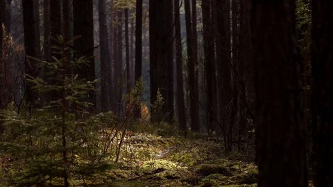 Pine forest in warm spring day. Focus on sunlight spoted moss and mosquito Stock Footage 88497861
