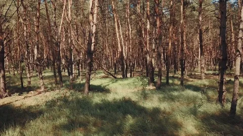 Pine forest in warm summer day Stock Footage 112306541